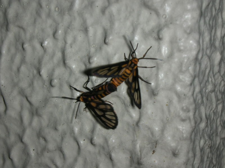 dscn0834dm0.jpg