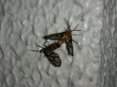 dscn0834dm0.jpg